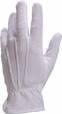 CPB60 
(kd: CPB60)
Venitex